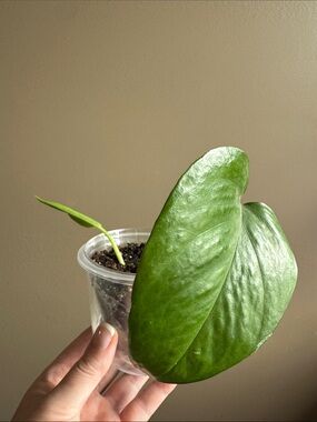 Heart-Shaped Green Pothos -Rooted
